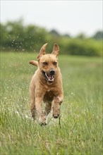 Rhodesian Ridgeback mixed breed dog running across a meadow