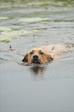 Rhodesian Ridgeback mixed breed dog swimming