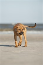 Young mixed-breed dog retrieving a shell on the beach