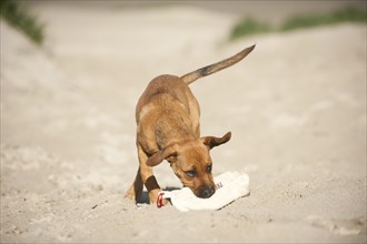 Young mixed-breed dog retrieving a feed bag