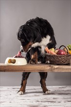 Bernese Mountain Dog sitting next to a bowl of raw meat and a basket of fruit and vegetables