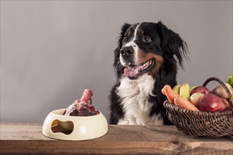 Bernese Mountain Dog sitting next to a bowl of raw meat and a basket of fruit and vegetables
