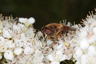 Drone fly (Eristalis tenax) on Pyracantha flowers
