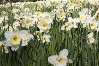 Field of Daffodils (Narcissus) on the island of Mainau