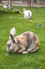 Rabbits as Easter bunnies with Easter eggs on the island of Mainau