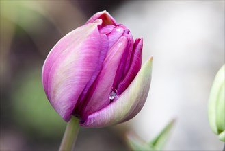Closed purple Tulip bud (Tulipa) on the island of Mainau