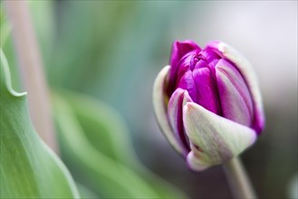 Closed purple Tulip bud (Tulipa) on the island of Mainau