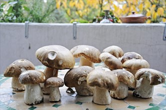 Newly harvested mushrooms (Boletus edulis)