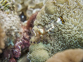 Five-spot Anemone Shrimp (Periclimenes brevicarpalis)