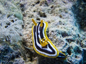 Pyjama Sea Slug (Chromodoris quadricolor)