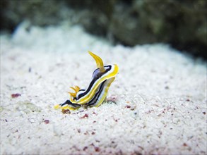 Pyjama Sea Slug (Chromodoris quadricolor)