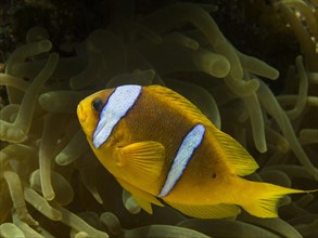 Red Sea Clownfish or Twoband Anemonefish (Amphiprion bicinctus)