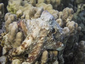Reef Octopus (Octopus cyaneus)