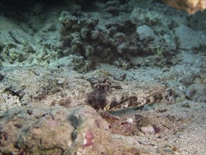 Tentacled Flathead or Crocodilefish (Papilloculiceps longiceps)