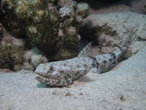 Sand Lizardfish (Synodus dermatogenys)