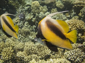Red Sea Bannerfish (Heniochus intermedius)