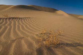 Desert landscape in the Danakil Depression