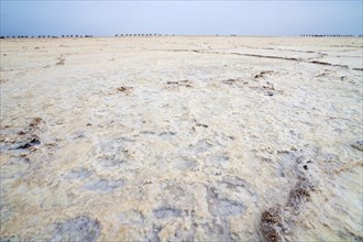 Salt formations in the Ass Ale salt lake in the Danakil Depression