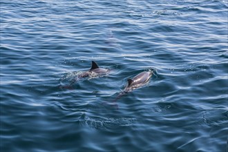 Long-beaked Common Dolphins (Delphinus capensis)