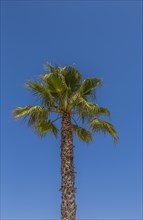 Washington Palm (Washingtonia robusta)