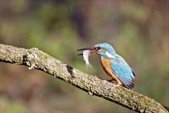 Kingfisher (Alcedo atthis) holding a small fish in its beak