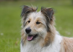 Bearded Collie-Collie Mongrel