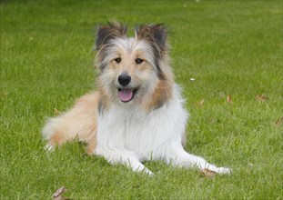 Bearded Collie-Collie-Mix