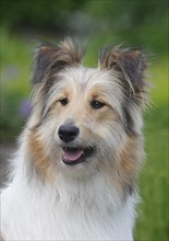 Bearded Collie Collie-Collie-Mix