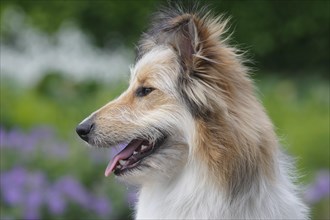 Bearded Collie Collie-Collie-Mix