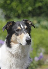 Bearded Collie