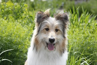 Bearded Collie Collie-Collie-Mix