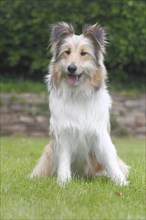Bearded Collie-Collie-Mix