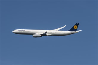 Airbus A 340-600 of Lufthansa taking off from Frankfurt Airport