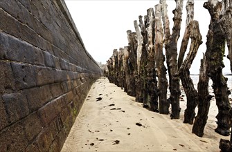Oak trunks of the Plage du Sillon beach to protect the walls against the waves assault