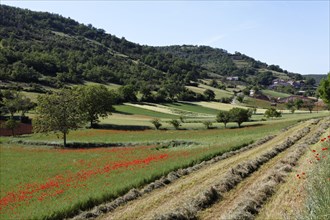 Agricultural landscape near Peyre