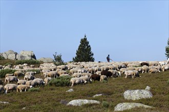Flock of sheep with shepherd in the hamlet of Bellecoste