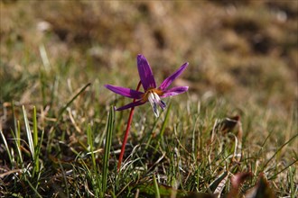 Dog's tooth violet or Dogtooth violet (Erythronium dens canis)
