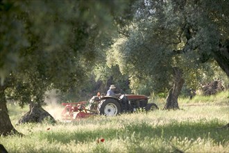 Farmer on tractor working in an olive grove at the bottom of the Els Ports Massif