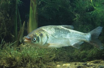 Silver Carp (Hypophthalmichthys molitrix)
