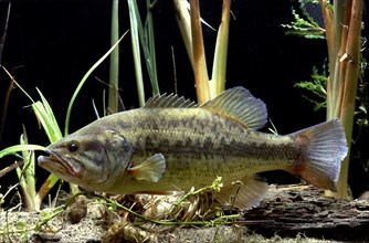 Largemouth Bass (Micropterus salmoides)