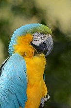 Blue-and-Yellow Macaw or Blue-and-Gold Macaw (Ara ararauna) occurrence in South America