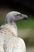 Cape Griffon or Cape Vulture