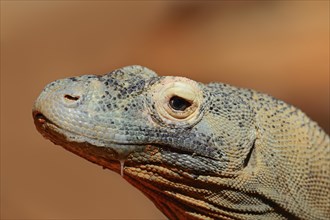 Komodo Dragon (Varanus komodoensis)
