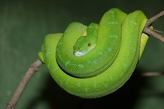 Green Tree Python (Chondropython viridis