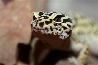 Leopard Gecko (Eublepharis macularius)