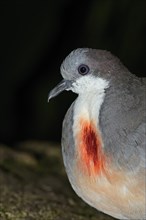 Luzon Bleeding-Heart Pigeon (Gallicolumba luzonica)
