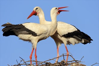White storks (Ciconia ciconia)