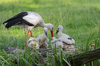 White Stork (Ciconia ciconia) with chicks in the nest