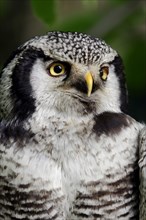 Eurasian hawk-owl (Surnia ulula ulula)