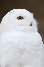 Snowy Owl (Bubo scandiacus